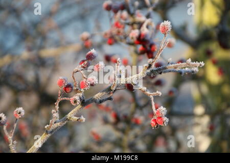 Ein frostiger Morgen in Amberley West Sussex Stockfoto