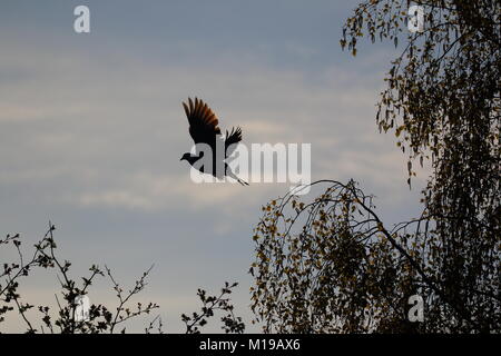 Woodpigeon im Flug Silhouette Stockfoto