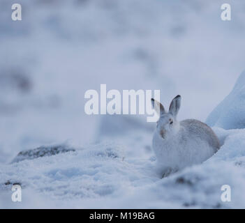 Schneehase Lepus timidus im Winter weißen Mantel im Schnee auf einer schottischen Berge. Stockfoto