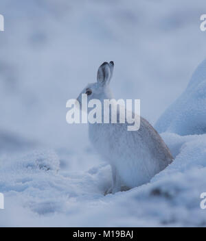 Schneehase Lepus timidus im Winter weißen Mantel im Schnee auf einer schottischen Berge. Stockfoto