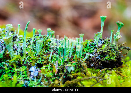 Cladonia Flechten (Cladonia sp.). Stockfoto