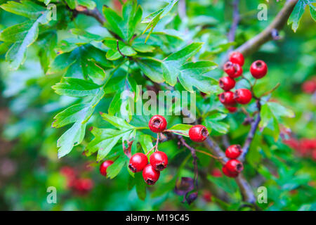 Common hawthorn (Rosa moschata). Stockfoto