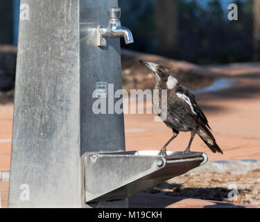 Eine australische Magpie (Cracticus tibicen) trinken an einem Wasser in Neil Hawkins Park, Lake Joondalup, Yellagonga Regional Park, Perth, W. Australien tippen Stockfoto