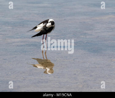 Ein Schwarz geflügelte Stelzenläufer (Himantopus himantopus) putzen am Rande einer Salzwasserlagune auf Rottnest Island, Perth, Western Australia Stockfoto