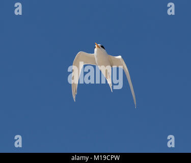 Ein Feenseeschwalbe (Sternula nereis) im Flug über die Insel Rottnest Island, Perth, Western Australia Stockfoto