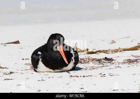 Eine australische Pied Austernfischer (Haematopus longirostris) ruht auf einem Strand auf Rottnest Island, Perth, Western Australia Stockfoto