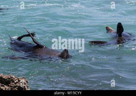 Neuseeländische Pelzrobben (Arctocephalus forsteri) in den Ozean weg die Insel Rottnest Island, Western Australia Stockfoto