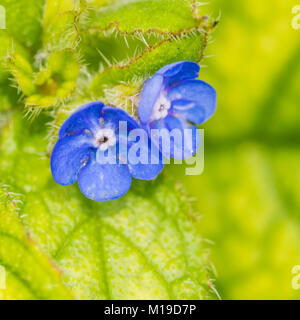 Die kleinen blauen Blüten von einem grünen alkanet Anlage. Stockfoto