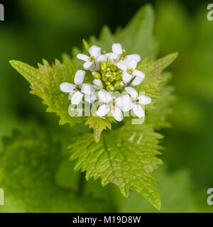 Eine Makroaufnahme der hübschen weißen Blüten einer Pflanze Knoblauch Senf. Stockfoto