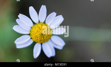 Eine Makroaufnahme eines weißen Mais Kamille blühen. Stockfoto