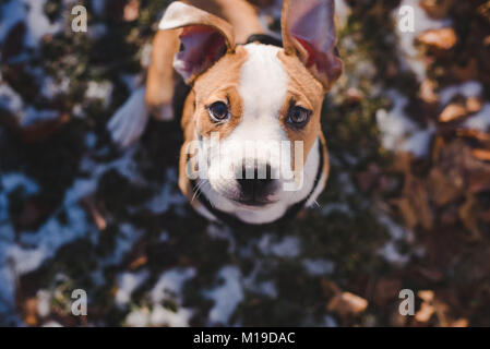 Einen 11 Wochen alten Beagle mix Welpe schaut oben auf die Kamera an einem sonnigen Tag Stockfoto