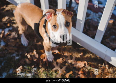 Einen 11 Wochen alten Beagle mix Welpe schaut oben auf die Kamera an einem sonnigen Tag Stockfoto