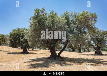 Olivenhain, Rethimnon, Kreta (Kriti), Griechenland Stockfoto