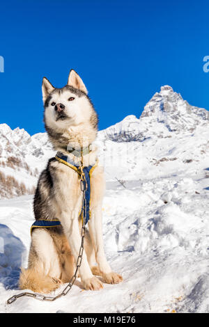 Siberian Husky Schlittenhund, Breuil-Cervinia, Aostatal, Italien Stockfoto