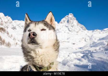 Siberian Husky Schlittenhund, Breuil-Cervinia, Aostatal, Italien Stockfoto