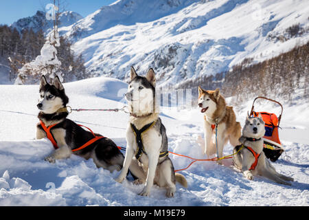 Sibirische Husky-Schlittenhunde, Breuil-Cervinia, Aostatal, Italien Stockfoto