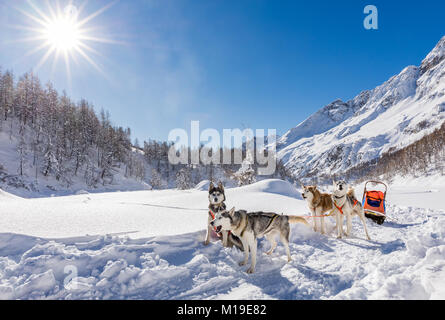 Siberian Husky Schlittenhunde, Breuil-Cervinia, Aostatal, Italien Stockfoto