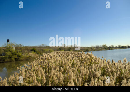 Schilf an Richard w De Korte Park, NJ Stockfoto