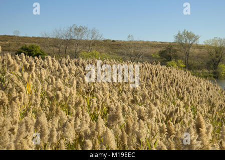 Schilf an Richard w De Korte Park, NJ Stockfoto