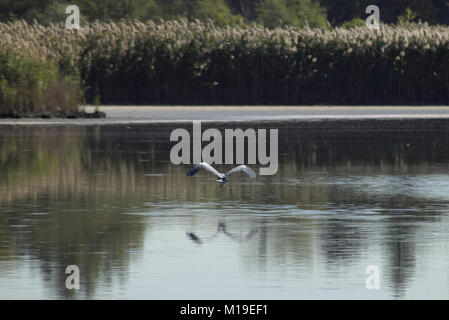 Kran bei Richard w De Korte Park, NJ Stockfoto