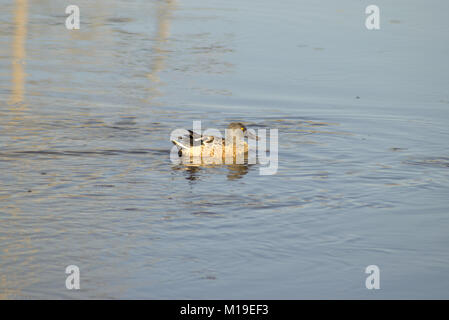 Ente in Richard w De Korte Park, NJ Stockfoto