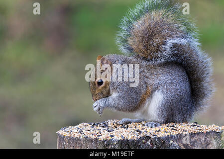 Graue Eichhörnchen (Sciurus carolinensis) Fütterung mit Vogelfutter an einem in Warnham Wildlife Reserve Horsham West Sussex UK verstecken. Fütterung auf Samen auf Baumstumpf Stockfoto