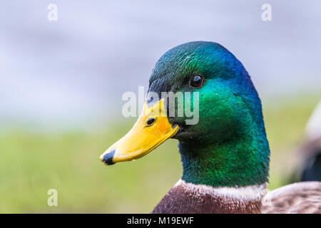 Männliche Stockente. Detail der grüne Kopf von einer Seite, Portrait. Viele Details, Hell, süß Vogel. Stockfoto
