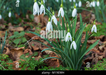 Snow drop (Galanthus nivalis) Januar 2018 Warnham Wildlife Reserve Horsham GROSSBRITANNIEN. Vertraute Frühling Blumen Grau Grün basal schmale Blätter weißen Blütenblättern Stockfoto