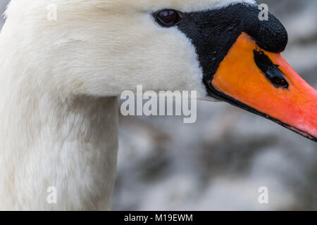 Detail der Kopf eines Schwans. Glatte Hintergrund, schönes Portrait. In der Nähe von Side. Viele Details. Stockfoto