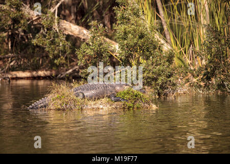 American alligator Alligator mississippiensis sonnen sich auf einer kleinen Insel in einem Sumpf an Seen Park in Fort Myers, Florida Stockfoto