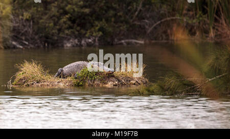 American alligator Alligator mississippiensis sonnen sich auf einer kleinen Insel in einem Sumpf an Seen Park in Fort Myers, Florida Stockfoto