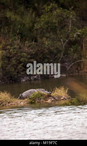 American alligator Alligator mississippiensis sonnen sich auf einer kleinen Insel in einem Sumpf an Seen Park in Fort Myers, Florida Stockfoto