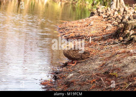 Gefleckte enten Anas fulvigula in einem Teich an Seen Park in Fort Myers, Florida Stockfoto