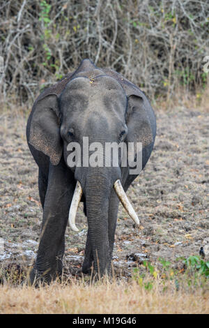 Riesige massive lange Tusk indischer Elefant nach dem Schlammbad im natürlichen Lebensraum an einem sonnigen Tag Stockfoto