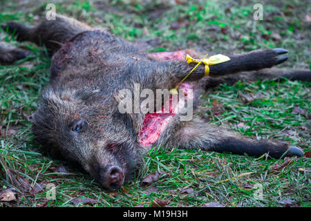 Glaisin, Deutschland. 27 Jan, 2018. Eine von mehr als 40 Wildschweine in einer Jagd in der Nähe von Glaisin, Deutschland, 27. Januar 2018 ermordet. Nach forstwirtschaftlichen Behörden es gibt zu viele Wildschweine im Nordosten Deutschlands. Wildschweine werden voraussichtlich auch in erhöhten Zahlen die Bedrohung der Afrikanischen Schweinepest zu bekämpfen gejagt zu werden. Credit: Jens Büttner/dpa-Zentralbild/dpa/Alamy leben Nachrichten Stockfoto