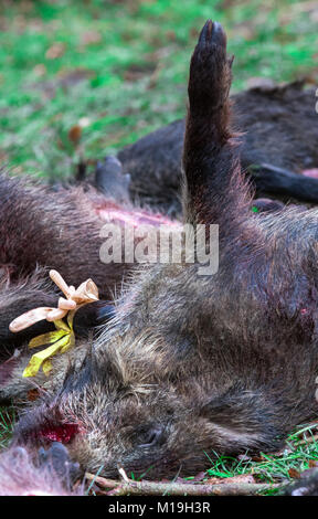 Glaisin, Deutschland. 27 Jan, 2018. Eine von mehr als 40 Wildschweine in einer Jagd in der Nähe von Glaisin, Deutschland, 27. Januar 2018 ermordet. Nach forstwirtschaftlichen Behörden es gibt zu viele Wildschweine im Nordosten Deutschlands. Wildschweine werden voraussichtlich auch in erhöhten Zahlen die Bedrohung der Afrikanischen Schweinepest zu bekämpfen gejagt zu werden. Credit: Jens Büttner/dpa-Zentralbild/dpa/Alamy leben Nachrichten Stockfoto