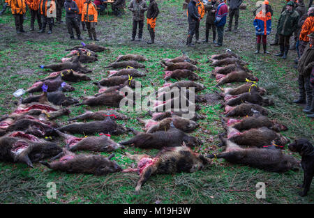 Glaisin, Deutschland. 27 Jan, 2018. Mehr als 40 tote Wildschweine legte nach einer Jagd in der Nähe von Glaisin, Deutschland, 27. Januar 2018. Nach forstwirtschaftlichen Behörden es gibt zu viele Wildschweine im Nordosten Deutschlands. Wildschweine werden voraussichtlich auch in erhöhten Zahlen die Bedrohung der Afrikanischen Schweinepest zu bekämpfen gejagt zu werden. Credit: Jens Büttner/dpa-Zentralbild/dpa/Alamy leben Nachrichten Stockfoto