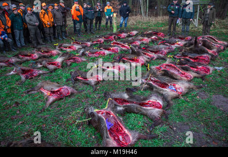 Glaisin, Deutschland. 27 Jan, 2018. Mehr als 40 tote Wildschweine legte nach einer Jagd in der Nähe von Glaisin, Deutschland, 27. Januar 2018. Nach forstwirtschaftlichen Behörden es gibt zu viele Wildschweine im Nordosten Deutschlands. Wildschweine werden voraussichtlich auch in erhöhten Zahlen die Bedrohung der Afrikanischen Schweinepest zu bekämpfen gejagt zu werden. Credit: Jens Büttner/dpa-Zentralbild/dpa/Alamy leben Nachrichten Stockfoto