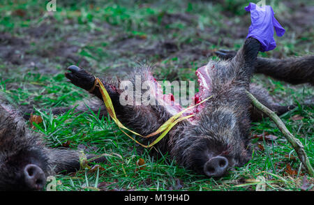 Glaisin, Deutschland. 27 Jan, 2018. Eine von mehr als 40 Wildschweine in einer Jagd in der Nähe von Glaisin, Deutschland, 27. Januar 2018 ermordet. Nach forstwirtschaftlichen Behörden es gibt zu viele Wildschweine im Nordosten Deutschlands. Wildschweine werden voraussichtlich auch in erhöhten Zahlen die Bedrohung der Afrikanischen Schweinepest zu bekämpfen gejagt zu werden. Credit: Jens Büttner/dpa-Zentralbild/dpa/Alamy leben Nachrichten Stockfoto