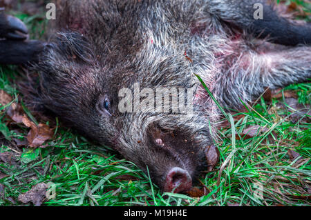 Glaisin, Deutschland. 27 Jan, 2018. Eine von mehr als 40 Wildschweine in einer Jagd in der Nähe von Glaisin, Deutschland, 27. Januar 2018 ermordet. Nach forstwirtschaftlichen Behörden es gibt zu viele Wildschweine im Nordosten Deutschlands. Wildschweine werden voraussichtlich auch in erhöhten Zahlen die Bedrohung der Afrikanischen Schweinepest zu bekämpfen gejagt zu werden. Credit: Jens Büttner/dpa-Zentralbild/dpa/Alamy leben Nachrichten Stockfoto