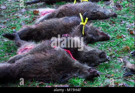 Glaisin, Deutschland. 27 Jan, 2018. Eine von mehr als 40 Wildschweine in einer Jagd in der Nähe von Glaisin, Deutschland, 27. Januar 2018 ermordet. Nach forstwirtschaftlichen Behörden es gibt zu viele Wildschweine im Nordosten Deutschlands. Wildschweine werden voraussichtlich auch in erhöhten Zahlen die Bedrohung der Afrikanischen Schweinepest zu bekämpfen gejagt zu werden. Credit: Jens Büttner/dpa-Zentralbild/dpa/Alamy leben Nachrichten Stockfoto