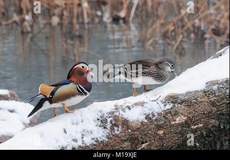 Hangzhou, China. 29 Jan, 2018. Mandarin Enten an Gushan Park in Hangzhou gesehen werden kann, der ostchinesischen Provinz Zhejiang. Credit: SIPA Asien/ZUMA Draht/Alamy leben Nachrichten Stockfoto