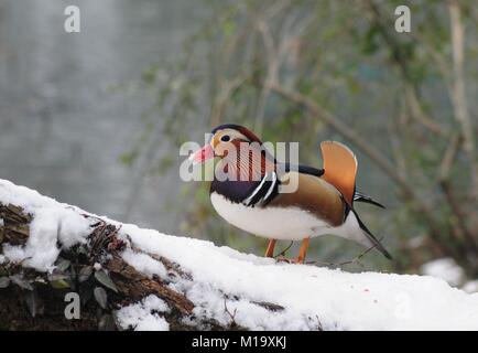 Hangzhou, China. 29 Jan, 2018. Mandarin Enten an Gushan Park in Hangzhou gesehen werden kann, der ostchinesischen Provinz Zhejiang. Credit: SIPA Asien/ZUMA Draht/Alamy leben Nachrichten Stockfoto