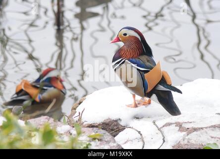 Hangzhou, China. 29 Jan, 2018. Mandarin Enten an Gushan Park in Hangzhou gesehen werden kann, der ostchinesischen Provinz Zhejiang. Credit: SIPA Asien/ZUMA Draht/Alamy leben Nachrichten Stockfoto