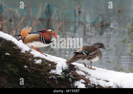 Hangzhou, China. 29 Jan, 2018. Mandarin Enten an Gushan Park in Hangzhou gesehen werden kann, der ostchinesischen Provinz Zhejiang. Credit: SIPA Asien/ZUMA Draht/Alamy leben Nachrichten Stockfoto