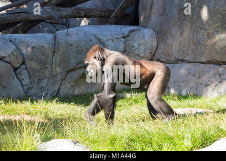 Nachdenklich Sub Saharan African Gorilla (Gorilla Beringei) Wandern in Wild Animal Habitat Gehäuse im Zoo von San Diego Stockfoto