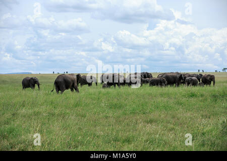 Eine Herde von afrikanischen Elefanten Weiden in der Serengeti, Tansania. Stockfoto