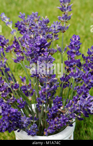 Blumensträuße von Lavendel in weißen Topf auf Gras Stockfoto