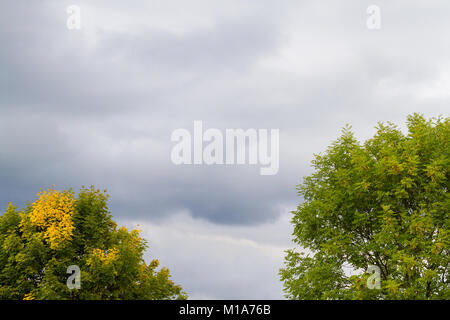 Beiden Laubfärbung Ahorn im Herbst Stockfoto