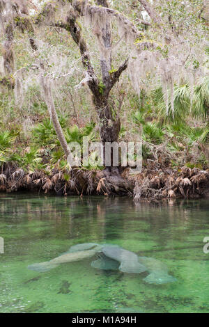 Seekühe Unordnung im Frühjahr für Wärme an einem kalten Tag im Blue Springs State Park, Orange City, Florida Stockfoto